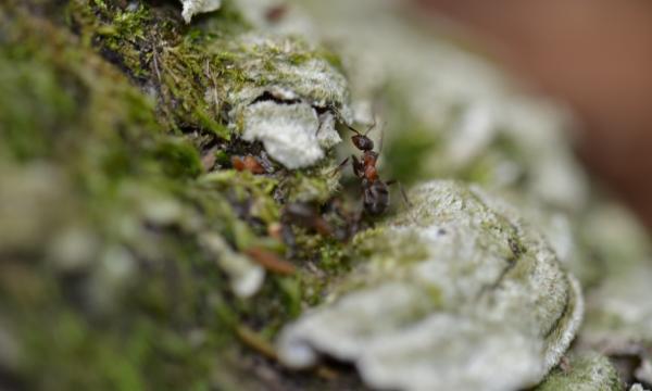 A new paper on the effect of the red wood ant Formica paralugubris published in iForest