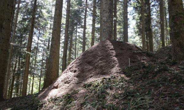 A new paper on Red Wood Ant ecology is out 